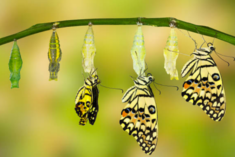 Butterflies